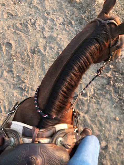 Horse Training Aesthetic, Western Horse Riding Aesthetic, Rodeo Pics, Horse Girl Aesthetic, Aesthetic Horse, Western Horse Riding, Aesthetic Western, Horse Riding Aesthetic, Western Trail