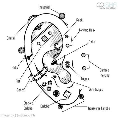 Isha Body Jewellery’s Instagram post: “Know your ear piercings! 👂 ⠀⠀⠀⠀⠀⠀⠀⠀⠀ Did you know there were so many types of piercings just in the ear? Most of us tend to start our…” Eyebrow Piercing Placement Chart, Piercing Placement Chart, Piercing Types, Piercings Chart, Piercing Placement, Eyebrow Piercings, Types Of Piercings, Eyebrow Piercing, Body Jewellery