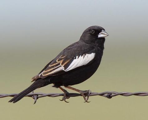 Lark Bunting, Bunting Bird, Common Birds, State Birds, Rare Birds, Bird Watcher, Bird Species, Bird Watching, Large Canvas