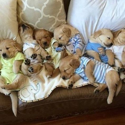 #funnyanimals #funnycats #funnydogs #cuteanimals #adorableanimals Puppies In Pajamas, Slaap Lekker, Baby Animals Pictures, Cute Little Puppies, Baby Animals Funny, Cute Dogs And Puppies, Little Puppies, Cute Animal Pictures