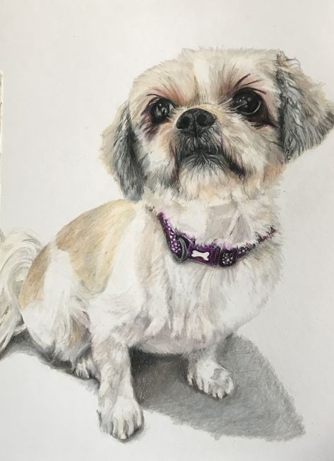 Louis the Shitzu in prismacolor pencils | Judy dickinson's Art Shitzu Watercolor Painting, Shitzu Paintings Easy, Shitzu Sketch, Shitzu Paintings, Shitzu Painting, Shitzu Drawing, Shitzu Art, Shih Tzu Drawing, Shih Tzu Painting