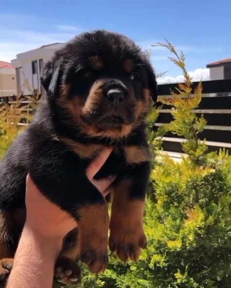 German Shepherd Rottweiler, German Shepherd Rottweiler Mix, Rottweiler Mix Puppies, Baby Rottweiler, German Rottweiler Puppies, Lover Anime, German Rottweiler, Pitbull Dog Breed, Rottweiler Puppies For Sale