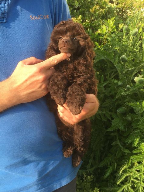 Meg, Chocolate brown toy poodle 10 weeks old Chocolate Toy Poodle, Brown Toy Poodle, Toy Poodle Haircut, Toy Poodles For Sale, Chocolate Poodle, Brown Poodle, Miniature Poodles, Small Poodle, Poodle Haircut