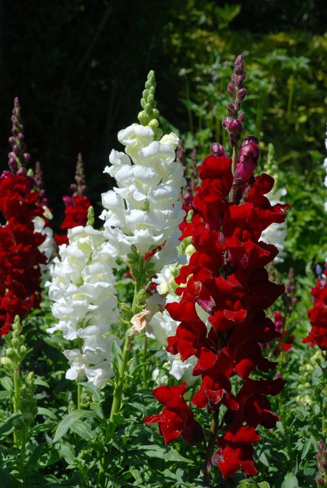 Snapdragons نباتات منزلية, Butchart Gardens, All Flowers, English Garden, The Grass, Exotic Flowers, Flower Beauty, Beautiful Blooms, Flower Pictures