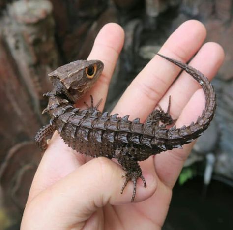 Dragon Red Eyed Crocodile Skink, Crocodile Skink, Lizard Types, Cute Lizard, Wise Girl, Cute Reptiles, Leopard Gecko, Baby Dragon, Crocodiles