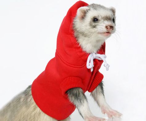 Ferrets In Sweaters, Animals In Sweaters, Ferret Clothes, Ferret Toys, Cute Animals Videos, Ferret Stuff, Smiling Animals, A Ferret, Pet Ferret