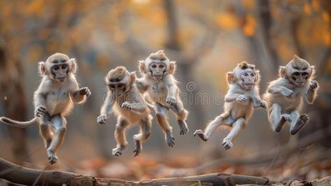 Group of Monkeys Jumping in the Air royalty free stock photo 6 Monkeys Group Picture, Monkey Walking, Monkey On Tree, Group Of Monkeys, Group Of Monkeys Pictures, Monkey Jump, Vector People, Monkeys, Royalty Free Stock Photos