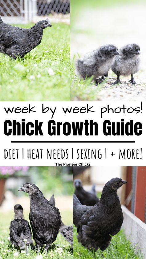 Chicken Age Chart, Chicken Growth Stages, Chick Temperature Chart, Chick Feeder Diy, Chicks For Beginners, Different Breeds Of Chickens, Chicken Raising, Baby Chicks Raising, Raising Chicks