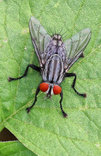 ˚Flesh-fly Insect Art Projects, Dragonfly Artwork, Macro Photography Insects, Fly Drawing, Pictures Of Insects, Insect Photos, Photo Macro, Let's Make Art, Insect Photography