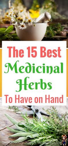 Medical Herbs, Natural Healing Remedies, Herbs For Health, Have Inspiration, Natural Therapy, Healing Herbs, Natural Health Remedies, Natural Home Remedies, Medicinal Herbs