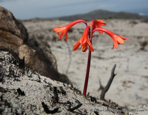 Fire Lily Tattoo, Hummingbird Tattoos, 2023 Tattoo, Fire Lily, Rising From The Ashes, Dnd Ideas, Rise From The Ashes, Seed Bank, Hummingbird Tattoo