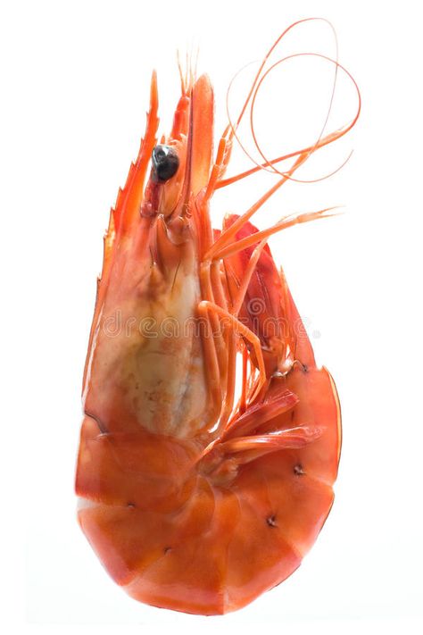 King prawn. Isolated on white , #sponsored, #prawn, #King, #white, #Isolated #ad King Prawns, Image King, Exotic Fish, Crustaceans, Clay Miniatures, Drawing Images, White Image, Fish Art, Animals Of The World