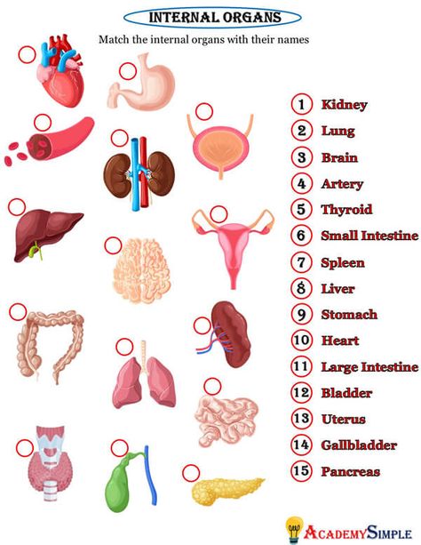 Grade 3 Worksheets, Body Parts For Kids, Gastric Juice, School Elementary, Stars Quilt, Internal Organs, English Phonics, Human Body Anatomy, Skeletal System