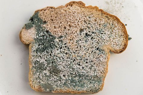 Which type of bread grows mold best? Rotten Food, Lowest Carb Bread Recipe, Seed Bread, Bread Mold, Boston Cream, Bread Snacks, Diy Products, Home Health Remedies, Mold Growth