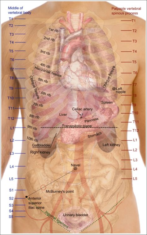 Vatsa ranka Human Body Organs, Medical Anatomy, Nursing Tips, Anatomy Study, Nursing Education, Body Organs, Body Anatomy, Medical Knowledge, Medical Education