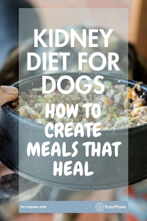 Kidney Friendly Dog Food Recipes / Homemade Dog Food For Kidney Problems / Low Protein Diet Kidney Recipes For Dogs Renal Dog Food Recipes, Homemade Dog Food Kidney Diet, Dog Renal Diet Recipes, Dog Food Recipes For Kidney Problems, Homemade Kidney Diet For Dogs, Dog Food For Kidney Problems, Kidney Friendly Dog Food Recipes, Renal Diet For Dogs, Low Protein Diet Kidney