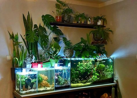 Fish Tank Shelf Ideas, Fish Tank With Live Plants, Fish Tank In Bedroom, Fish Tank Garden, Fish Aquarium Decorations, Fish Tank Themes, Fish Tank Terrarium, Cool Fish Tanks, Betta Aquarium