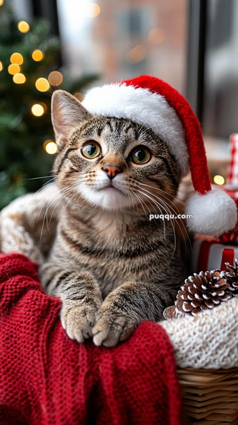 25 Budget-Friendly Travel Destinations for Christmas Vacations Cozy Christmas Aesthetic, Budget Friendly Christmas Gifts, All Types Of Cats, Christmas Kitties, Christmas Pets, Fun Christmas Activities, Cookie Decorating Party, Gingerbread Latte, Budget Friendly Travel