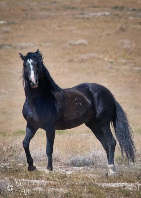 Black Mustang Horse, Twd Aesthetic, Black Mustang, Horse Inspiration, Mustang Horse, Blue Roan, Black Stallion, Wild Mustangs, Types Of Coats