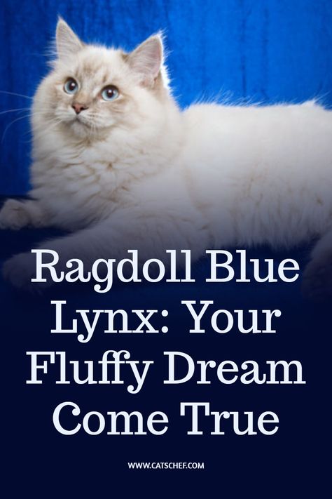 Well, well, well! Look who’s here – the ultimate cat lover! We see you’ve come across another breed that’s caught your attention and captured your heart. This one is a real beaut, we have to say, and we couldn’t be more excited to introduce you to the fascinating world of a Ragdoll Blue Lynx! #catschef #cat #cats #kitten #kittens #catlover #catlovers #catlife #catoftheday #meow #pets #cute #love #animals #animallovers #kitty #kittycat #persiancat #mainecoon #ragdollcat #siberiancat #bengalcat Lynx Kitten, Siberian Cat, Cat Stands, Ragdoll Kitten, Animal Room, Ragdoll Cat, Persian Cat, Bengal Cat, Lynx