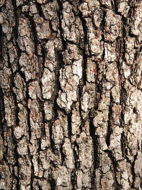 Oak Tree Bark, Garden Mulch, Tree Bark Texture, Cork Tree, Wood Bark, Tree Textures, Wood Texture Background, Old Oak Tree, Modeling Paste