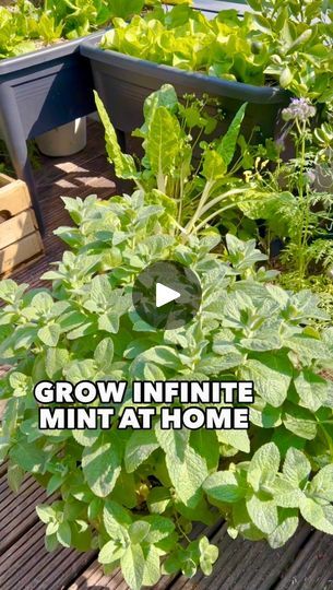 28K views · 846 reactions | Grow infinite Mint 🌿 It’s super easy, everyone can do it. Follow these steps 💚 #gardening #mint #slowlife #gardenhack | Thefrenchiegardener | Penguin Piano · Love Story - Indila How To Plant Mint In Pot, How To Grow Mint In A Pot, Mint Plant Indoor, Mint In Pots, Planting Mint, Growing Mint Indoors, Pegan Diet, Mint Plant, Growing Mint