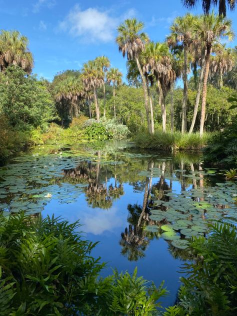 Wetlands Aesthetic, Everglades Aesthetic, Swamp Alligator, Florida Drawing, Florida Forest, Florida Swamp, Wild Florida, Florida Trees, Florida Nature