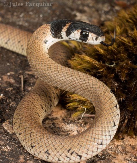 ˚Eastern Brown Snake (Pseudonaja textilis) Eastern Brown Snake, Anaconda Snake, Snake Turtle, Serpent Snake, Monitor Lizard, Cobra Snake, Cute Reptiles, Brown Snake, Beautiful Snakes