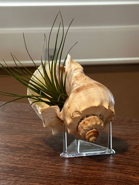 Conch Shell Art, Conch Shell Crafts, Conch Shell, Seashell Crafts, Shell Art, Wooden Art, Shell Crafts, Conch, Air Plants