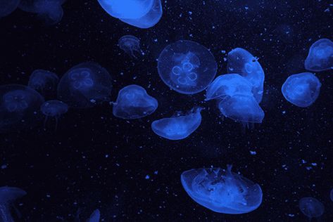 January 20, Jellyfish, Gif, Water, Blue