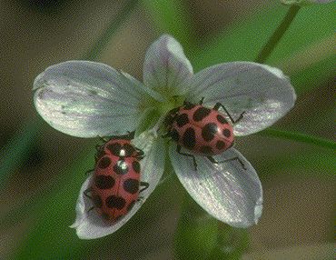 Ladybugs breathe through openings on the sides of their bodies.    In 1999, NASA sent ladybugs and aphids up in the space shuttle to test their movements in zero gravity    A ladybug in flight beats its wings up to 85 times per second  There are about 5,000 different species of ladybugs in the world. These much loved critters are also known as lady beetles or ladybird beetles. Lady Beetle, Creepy Crawlies, Love Bugs, Bugs, Mother Nature, Pretty Pictures, Art Inspo, Mood Board, Art Reference