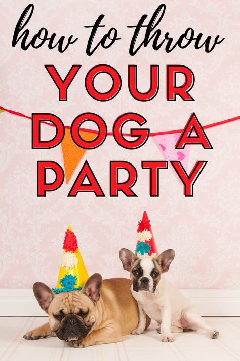 Small Dog Birthday Party, Dog’s First Birthday Party, One Year Old Dog Birthday, Birthday Party For Puppy, Doggie Bday Party Ideas, Dog’s Birthday Party, Dog’s First Birthday Ideas, First Birthday For Dog, How To Throw A Dog Birthday Party