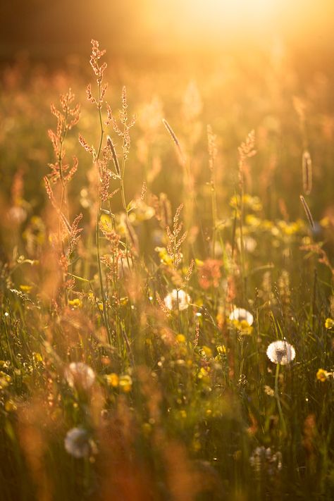 There's something about dandelions... Foto Macro, المملكة العربية السعودية, Yellow Aesthetic, Golden Lights, Mellow Yellow, Flowers Photography, Golden Hour, Nature Beauty, Happy Places