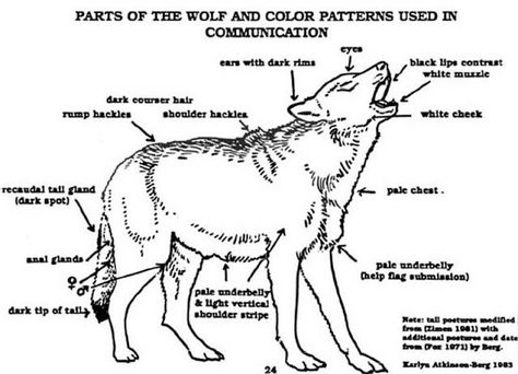 Wolf body language Wolf Anatomy Drawing, Wolf Anatomy, Zoo Education, Wolf Love, Wolf Drawing, Anatomy Drawing, Wolf Dog, Vet Tech, 가을 패션