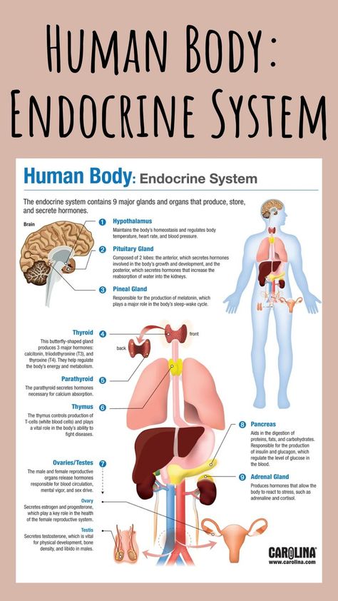 Keeping track of the individual glands and the hormones they produce may be difficult for students. Visuals always help when a lot of information must be learned and retained for a long period. Our endocrine system infographic helps students learn and review the endocrine glands and their associated hormone secretions. #humanbody #enocrinesystem #glands #nursing #doctor #infographic #bodysystems #science #research System Infographic, Endocrine Glands, The Endocrine System, Human Body Organs, Basic Anatomy And Physiology, Nurse Study Notes, Medical Student Study, Nursing School Survival, Science Research