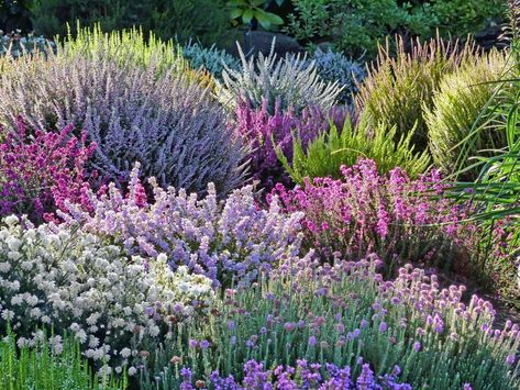 HEATHERS Heather In Garden, Heather Planting Ideas, Heathers Plant, Heather Garden Ideas, Euphoria Plant, Heathers Garden, Layered Hair Wavy, Heather Landscape, Curly Layered Bob