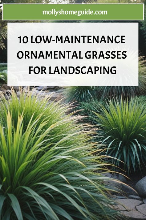 Ornamental Grass Front Yard, Maiden Grass Landscaping Ideas, Landscaping South Carolina, Ornamental Grass Landscape Design, Monkey Grass Landscaping, Grass Plants Landscaping, Decorative Grass Landscaping, Ornamental Grasses Full Sun, Landscaping Ornamental Grasses