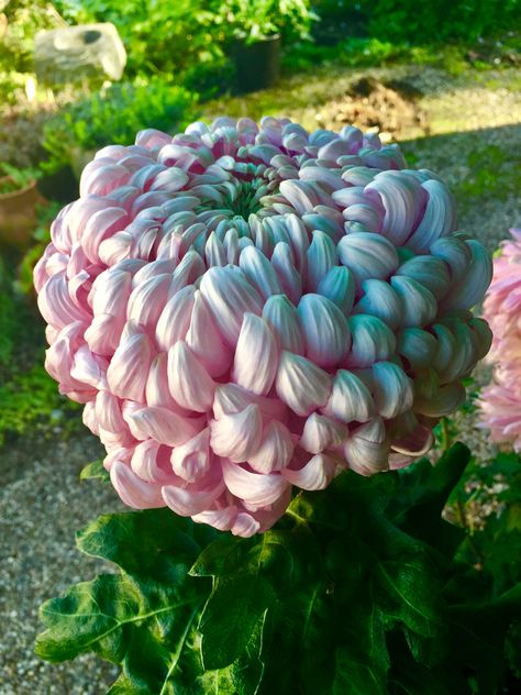 Kiku Flower, Flowers In A Vase, I Love Flowers, Pink Pink, Chrysanthemum, Love Flowers, Beautiful Flower, Flowers Photography, Botany