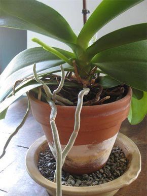 Repotting Orchids, Indoor Orchids, Orchid Plant Care, Orchid Roots, Growing Orchids, Orchids Garden, Inside Plants, Orchid Care, Orchid Plants