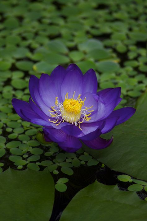 Hd Flower Wallpaper, Delphinium Flowers, Blue Lotus Flower, Lily Lotus, Balcony Flowers, Wallpaper Nature Flowers, Container Flowers, Perennial Garden, Flowers Perennials