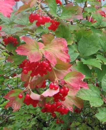 symphocarpis alba Highbush Cranberry, Fall Berries, Feeding Birds, Red Fall, Lake Oswego, Green Backdrops, How To Attract Birds, Spring Bulbs, Plant List