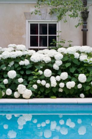 Pool Side hydrangeas | http://roboreel.com/ White Hydrangeas, Italian Garden, Flower Gardens, White Gardens, White Hydrangea, Gorgeous Gardens, Growing Plants, Dream Garden, White Flower