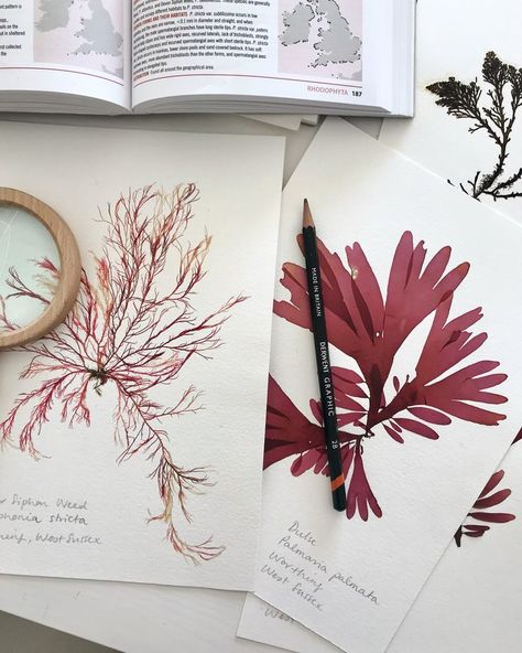 #seaweed #pressedseaweed #seaweedart #algae #artinnature #wonderinnature #seainspired #seasidemoocher Pressed Botanical Art, National History Museum, Pressed Botanicals, Island Crafts, Sea Life Art, Pressed Flower Art, Sea Inspired, Nature Journal, Flower Farm