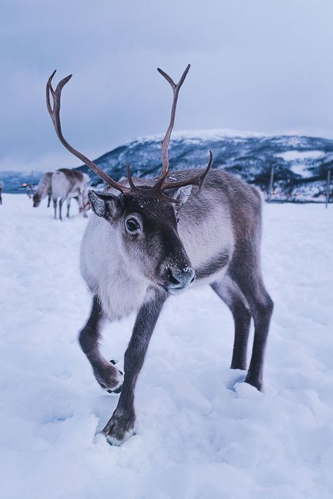 Animals Tattoo, Tromso, Winter Animals, Animal Photo, Christmas Animals, 그림 그리기, Beautiful Creatures, Antlers, The Snow