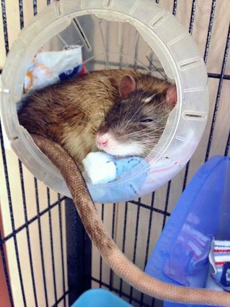 Untitled Rat Sleeping, Rat Cage Diy, Diy Rat Toys, Rat Cage Ideas, Pet Rat Cages, Rat Ideas, Rattus Rattus, Rat Cage Accessories, Rat Care