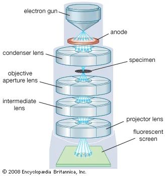 transmission electron microscope (instrument) | Britannica Microscope Images, Electron Microscope Images, Optical Microscope, Scanning Electron Microscope, Stain Techniques, Microscopic Images, The Human Eye, Metal Grid, Electron Microscope