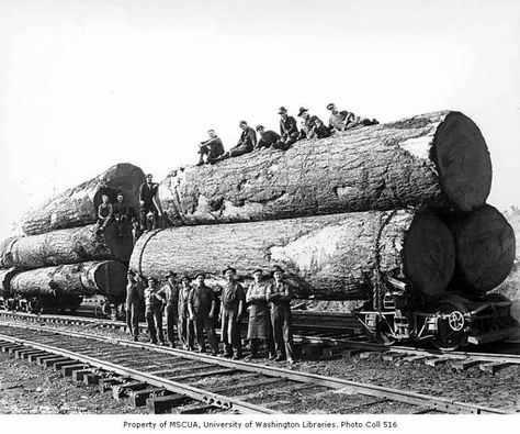 Loggers with large logs on skeleton trucks, Coats-Fordney Lumber Company, near Aberdeen, ca. 1920 Logging Industry, Big Timber, Form Follows Function, Giant Tree, Redwood Tree, Old Trees, Ancient Tree, History Photos, Message Boards