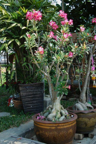 Dessert Rose Plant, Desert Rose Care, Adenium Bonsai, Bonsai Pruning, Desert Rose Plant, Rose Garden Design, Succulent Landscape Design, Succulent Landscaping, Rose Plant