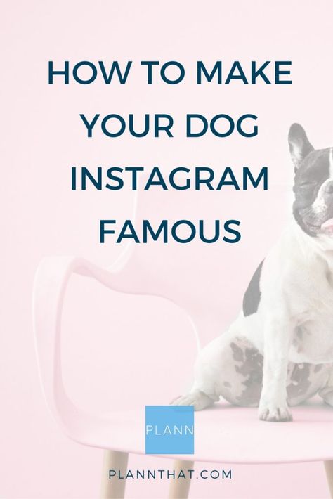 how to make your dog famous on instagram pinterest Dog Influencer, Pet Social Media, Dog Social Media, Dog Instagram Captions, How To Make Doodle, Dog Australian Shepherd, Dog Shih Tzu, Dog Marketing, French Bulldog Breed