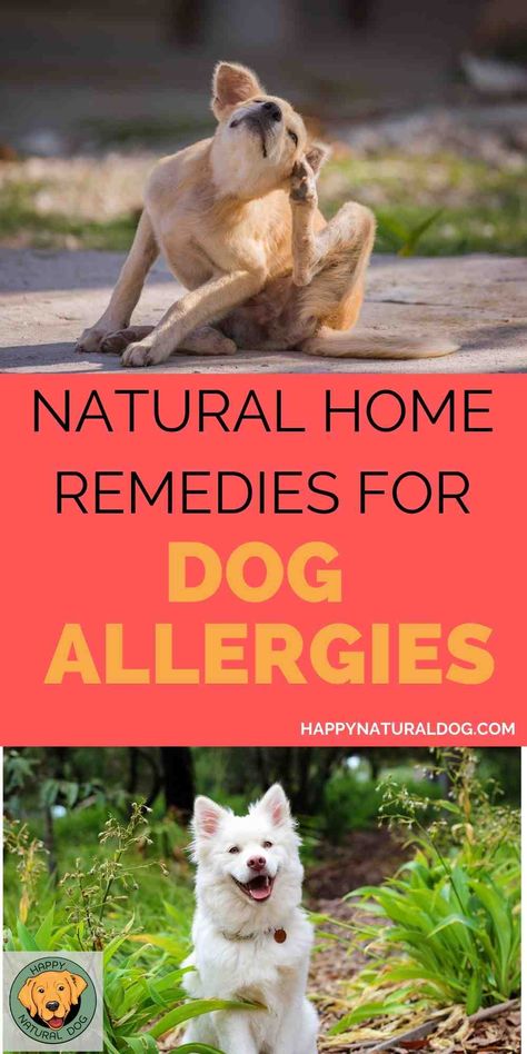 Does your dog have itchy skin, eyes, or paws? Are you wondering if it's from his food or the environment? Do you need home remedies that give your dog allergy relief, but want to use natural remedies? Learn the signs of dog allergies and how to use supplements, essential oils, healthy food, and more to reduce or eliminate your dog's allergies. Foods For Energy, Dog Allergies Remedies, Best Foods For Energy, Itchy Dog Skin, Dog Allergy, Dog Skin Allergies, Natural Allergy Relief, Energy Boosting Foods, Home Remedies For Allergies